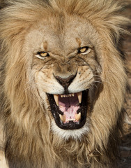 león versus gatito, coraje, decisión
